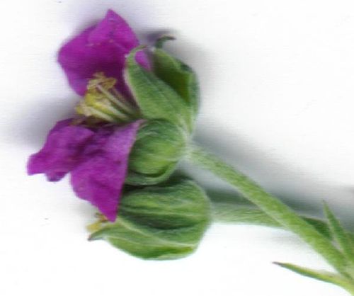 Geranium retrorsum